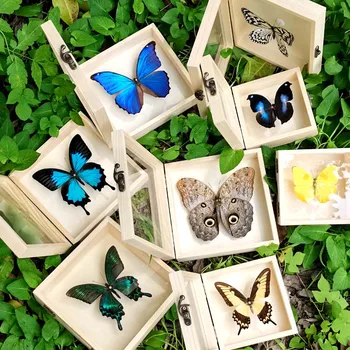 Бесплатная доставка Настоящий образец бабочки Коробка из цельного дерева Рамка для фотографий животных Декоративная картина для комнаты Подарок на день рождения